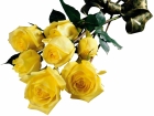 Букет из 5 желтых роз