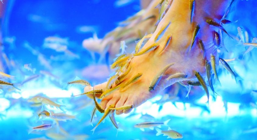 Сеансы био-пилинга рук, ног или «полное погружение» рыбками Гарра Руфа в спа-салоне «Альриша» со скидкой до 70%