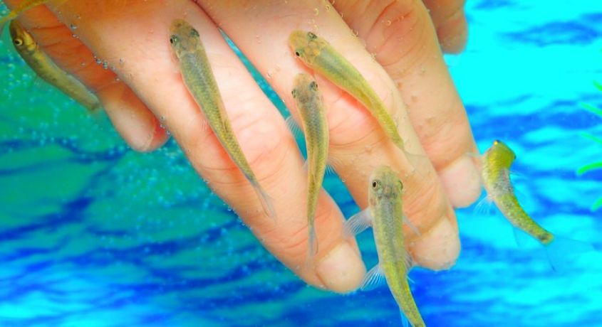 Сеансы био-пилинга рук, ног или «полное погружение» рыбками Гарра Руфа в спа-салоне «Альриша» со скидкой до 70%