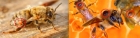 Диагностика варроатоза у пчёл на пасеке