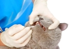 Удаление зубных камней у кошек скалером