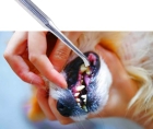 Удаление зубных камней у собак скалером