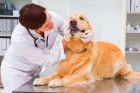 Лечение промежностной грыжи (односторонняя) у животных