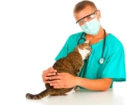 Лечение гемолимфоэкстровазата ушной раковины у кошек