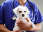 Лечение гемолимфоэкстровазата ушной раковины у собак