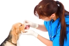 Лечение синусита верхней челюсти у собак