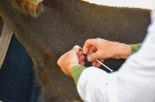 Оперативное лечение бурсита у сельскохозяйственных животных