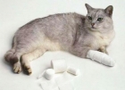 Наложение гипсовой повязки у кошек