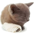 Остеосинтез при переломах костей конечностей у кошек