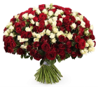 Букет 55 красно-бордовыx и белых кустовыx роз
