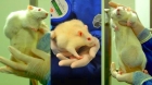Оперативное лечение семенников хомяков/крыс (с анестезией)