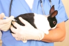 Ампутация конечности кролика от 0 до 3 кг