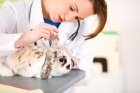 Лечение кролика