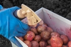 Обработка клубней картофеля от колорадского жука