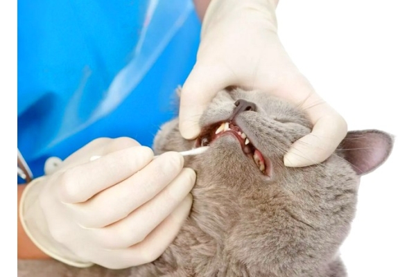 Удаление зубных камней у кошек скалером