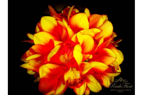 Орхидея Цимбидиум композиция желто-оранжевая