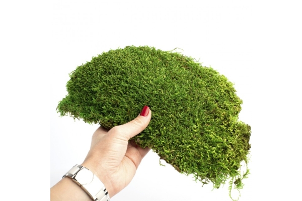 Пластовой мох зеленый
