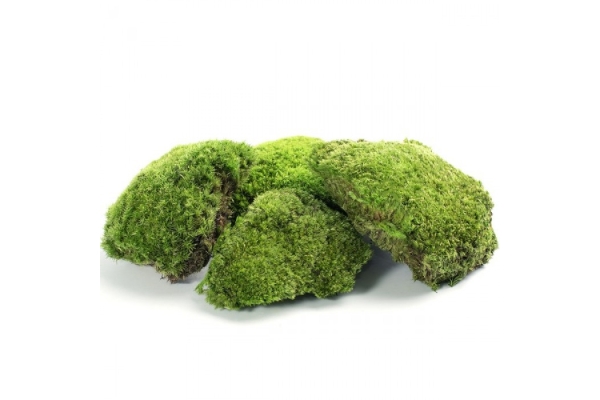 Стабилизированный мох зеленый