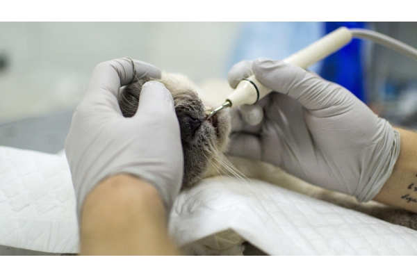 Лучение зубов у кошек