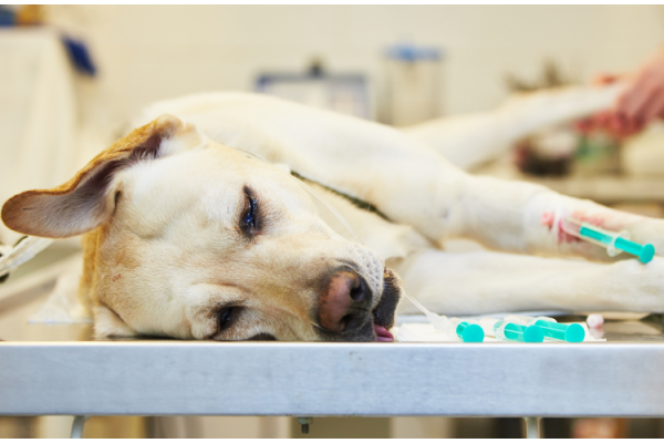  Удаление опухолей молочной железы у собак  (мастэктомия)