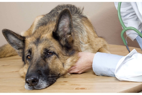  Удаление опухолей молочной железы у собак (мастэктомия)
