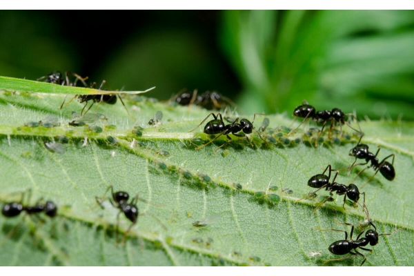 Борьба с садовыми муравьями