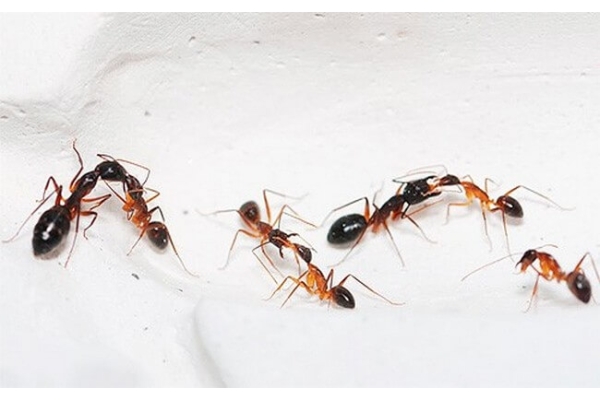 Борьба с рыжими муравьями в квартире