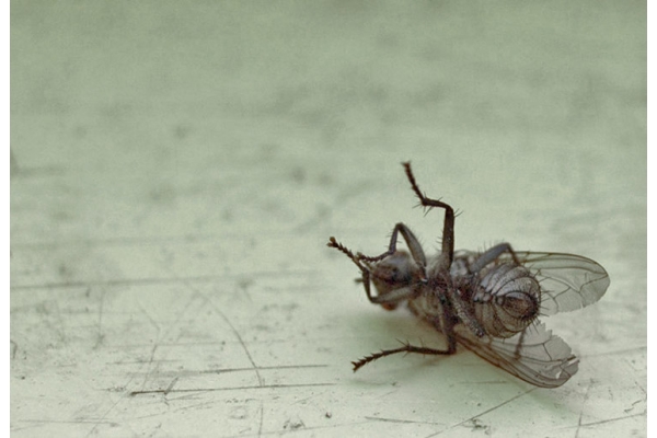 Борьба с домашними мухами