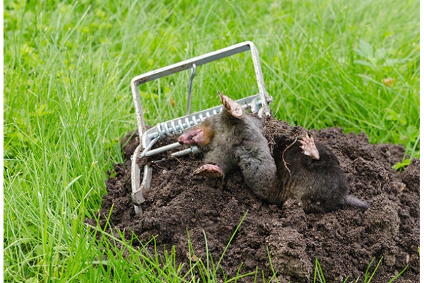 Борьба с земляными крысами
