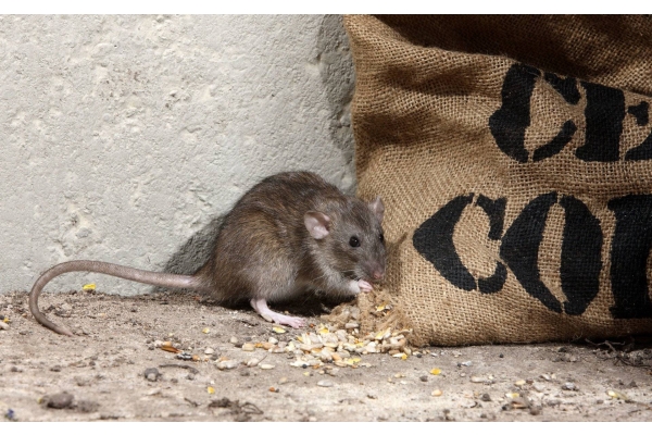 Борьба с мышами в частном доме