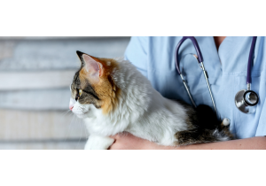 Стерилизация кошки (Овариоэктомия)