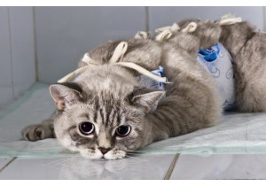 Стерилизация кошки (удаление яичников)