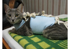 Стерилизация кошки (удаление матки)