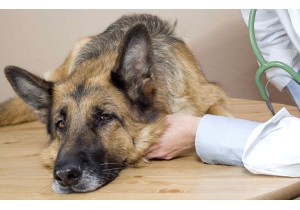 Вакцинация собак Nobivac (DHPPi + Lepto)