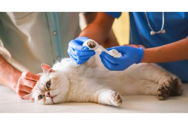 Лечение переломов конечностей у кошек