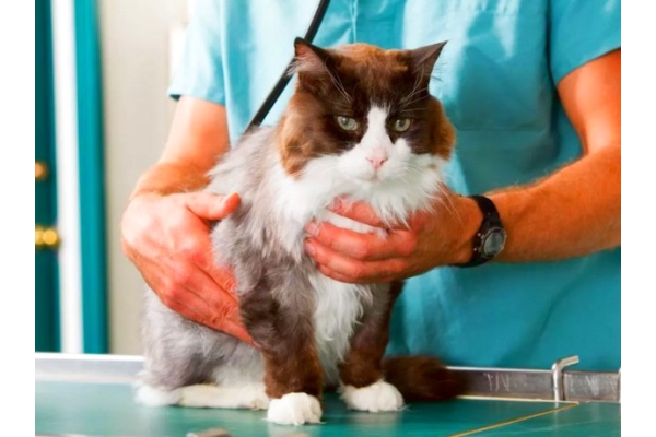 Стерилизация кошек (удаление яичников через прокол 5 минут без крови и без снятия швов)