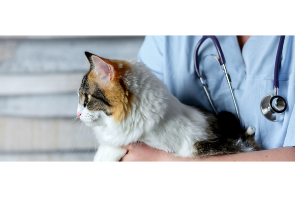 Стерилизация кошки (Овариоэктомия)