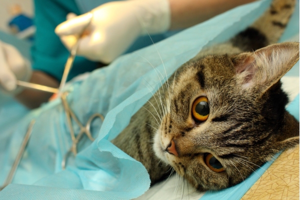 Стерилизация кошки (удаление яичников и матки)