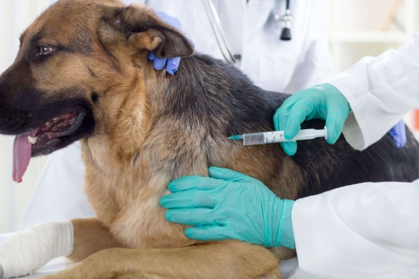 Вакцинация собак от парагриппа