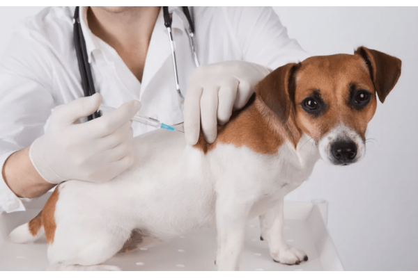 Вакцинация собак от парвовирусного энтерита