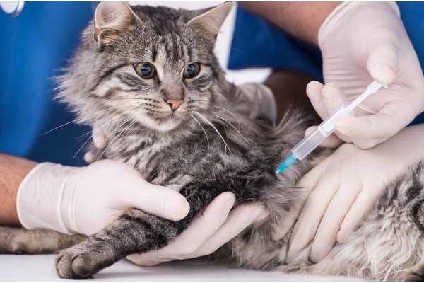 Вакцинация кошек «Tricat»