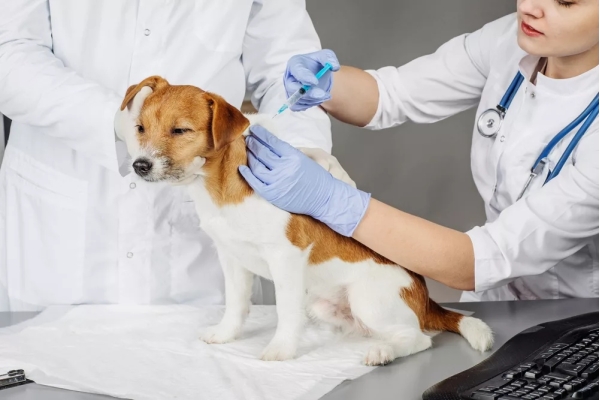 Вакцинация собак от лептоспироза