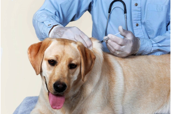 Вакцинация собак от чумы
