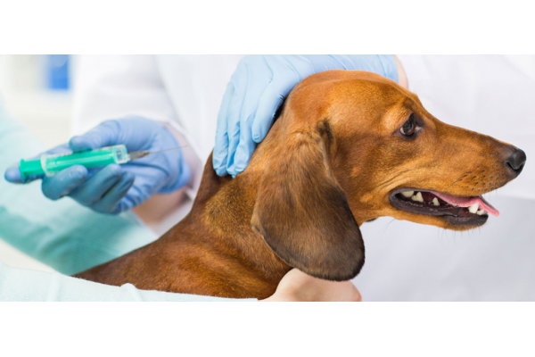 Вакцинация собак Nobivac (Rabies)