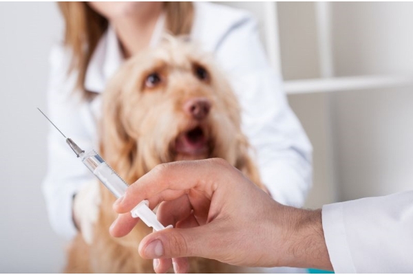 Вакцинация собак Эурикан (DHPPI+LR)