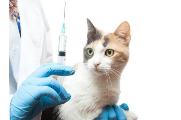 Вакцинация кошек панлейкопения