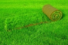 Рулонный газон «Премиум»