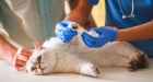 Лечение переломов конечностей у кошек
