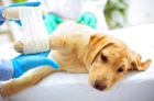 Лечение переломов конечностей у собак