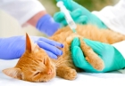 Удаление Опухоли молочных желез у кошек